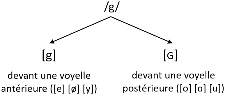 Représentation schématique de la rention entre le phonème /g/ et ses réalisations phonétiques [q] et [ɢ] 