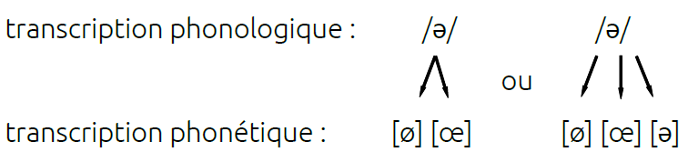 /ə/ transcription phonétique [ø] ou [œ] dans le modèle 1
/ə/ transcription phonétique [ø] , [œ] ou [ə] dans le modèle 2