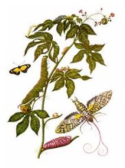 Planche de Anna Maria Sibylla Merian,« Metamorphosis insectorum Surinamensium »