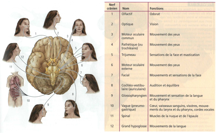 Les nerfs crâniens [Introduction aux Neurosciences Cognitives]