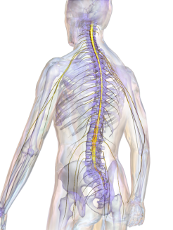 Les nerfs spinaux [Introduction aux Neurosciences Cognitives]